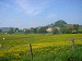 cliquez ici pour voir l'image (P5060088.JPG)